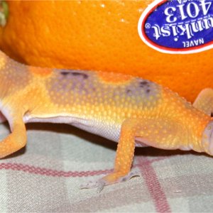 Sunkist 1