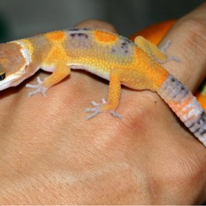 Sunkist 2
