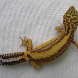 Albino Stripe