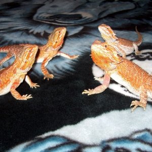 My Other Reds