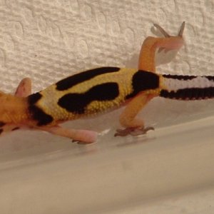 Collared Leopard Gecko