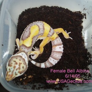 Female Bell Albino