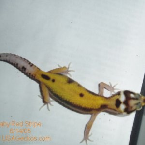 Female Red Stripe Baby