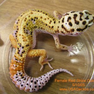 Female red Stripe Outcross