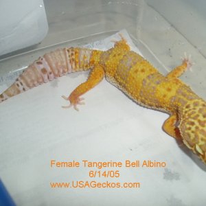 Female Tangerine Bell Albino
