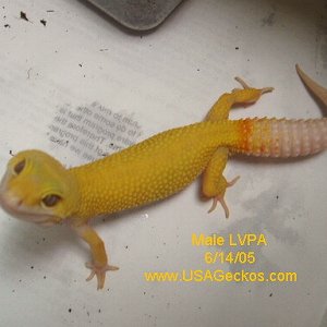 Male Las Vegas Patternless Albino