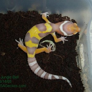 Male Jungle Bell