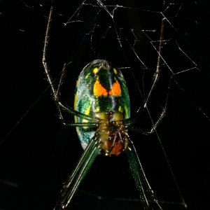 Spider01