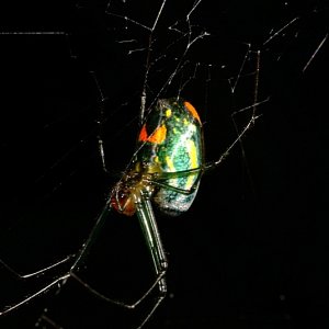 Spider02