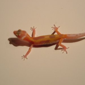 Image0011