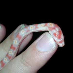 new hatchling