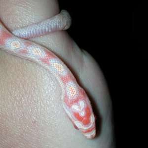 new hatchling