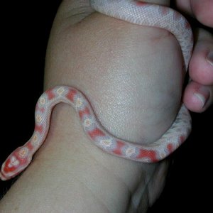 new hatchling