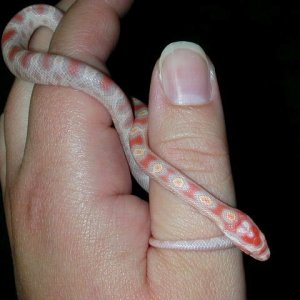 new hatchling