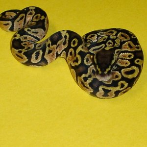 05' matrix pastel male