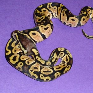 05' matrix pastel male