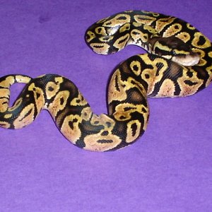 05' matrix pastel male
