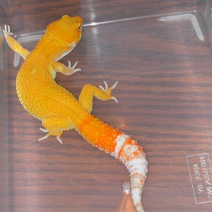 Hypo Albino