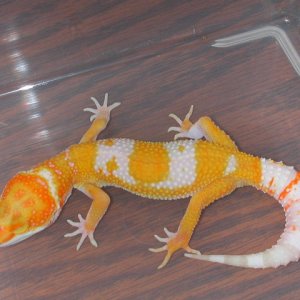 Red head Albino