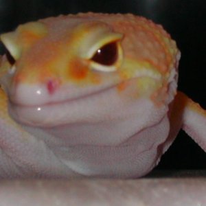 Meet Rapty.