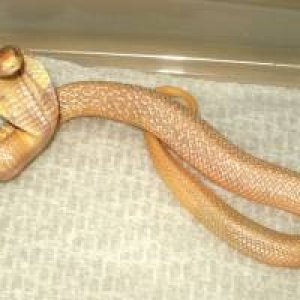 Albino Mon.