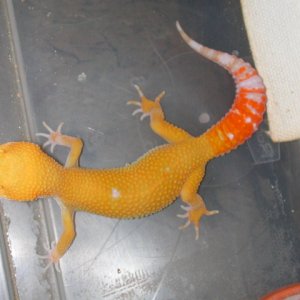 Another hypo albino.
