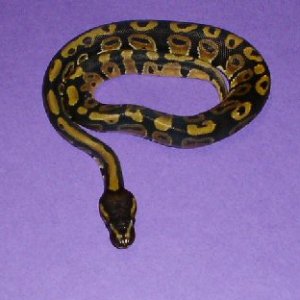 CH 2005 male BP