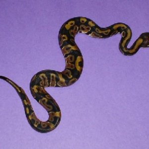 CH 2005 male BP