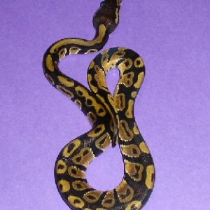 CH 2005 male BP