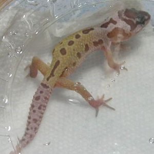 patternless baby
