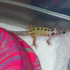 patternless baby 2