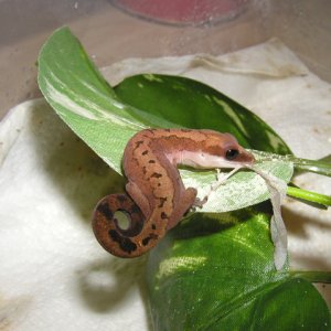 Hatchling Cat Gecko Eating Shed Skin