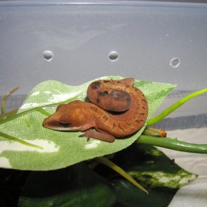 Hatchling Cat Gecko
