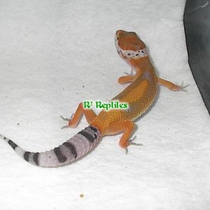 IM002514