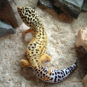 High Yellow Male