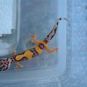 Future 2006 Breeder
