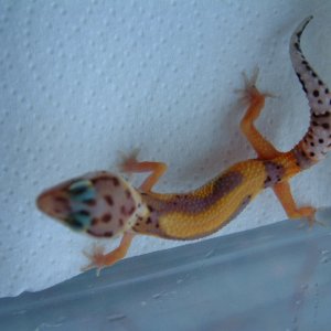 Future 2006 Breeder