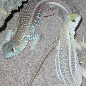 Leiolepis belliana