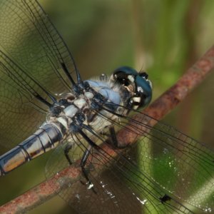 Dragonfly