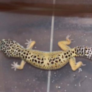 High Yellow Male