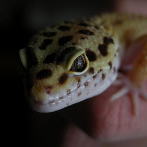 Closeup