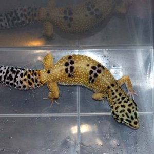 Hypo Tang Female