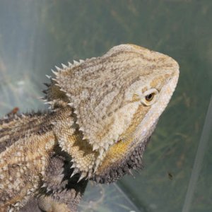 Rex, Yellow Sandfire Male
