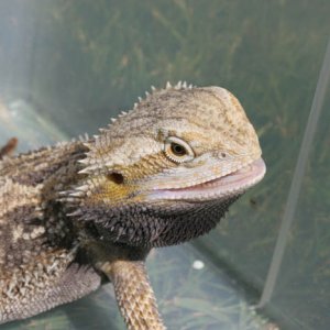 Another angle of Rex