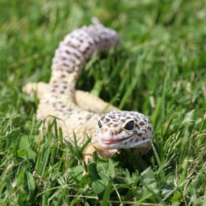 Gex