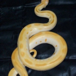 Albino Green Burm