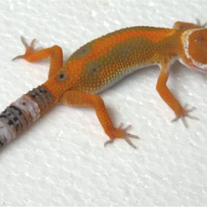 Torchie
