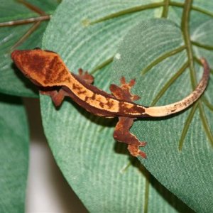 Crested Hatchling