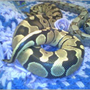 PIAZON