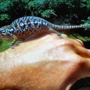 Female Lateralis